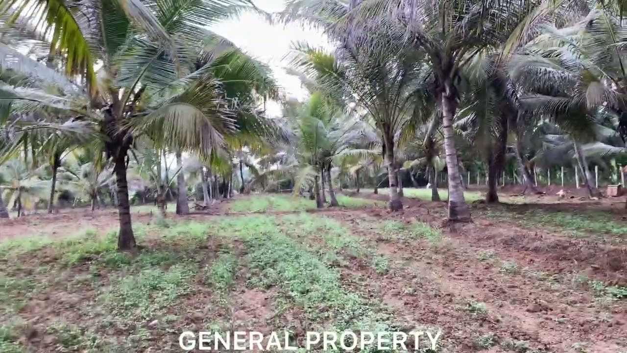 1 ACRE COCONUT FARM LAND FOR SALE BENGALURU 95 KM TAR ROAD POINT N H 9 KM CANTACT NUMBER:-9164989866