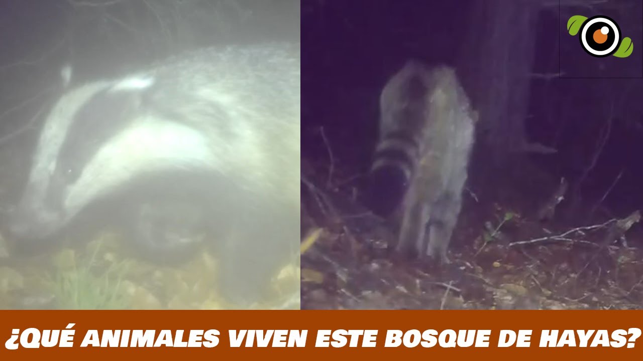 ¿Qué ANIMALES SORPRENDENTES viven en este bosque de hayas? FOTOTRAMPEO. ¿Cuáles son?