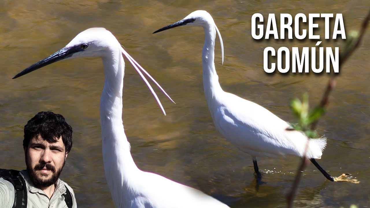 Garceta com&uacute;n 4K (Egretta garzetta) Little Egret, Garza Chiquita, Peque&ntilde;a, Aigrette blanche, Gar&ccedil;a