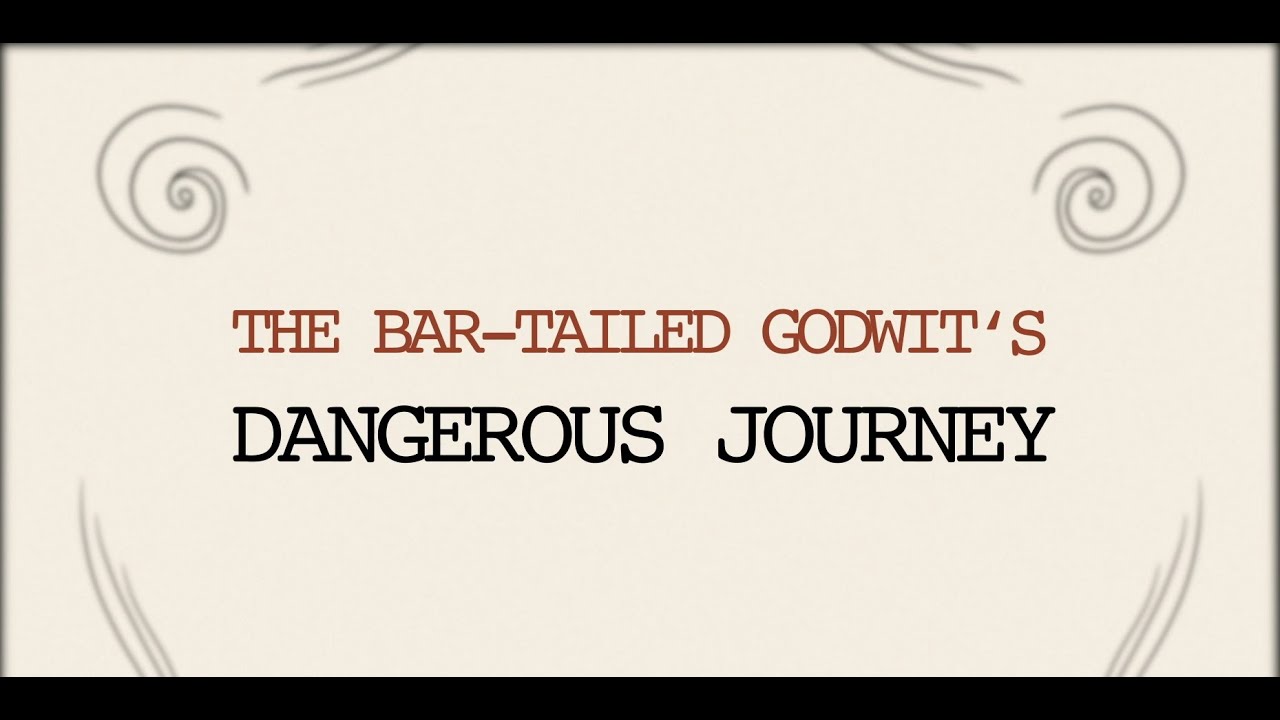 The bar-tailed godwit&acute;s dangerous journey