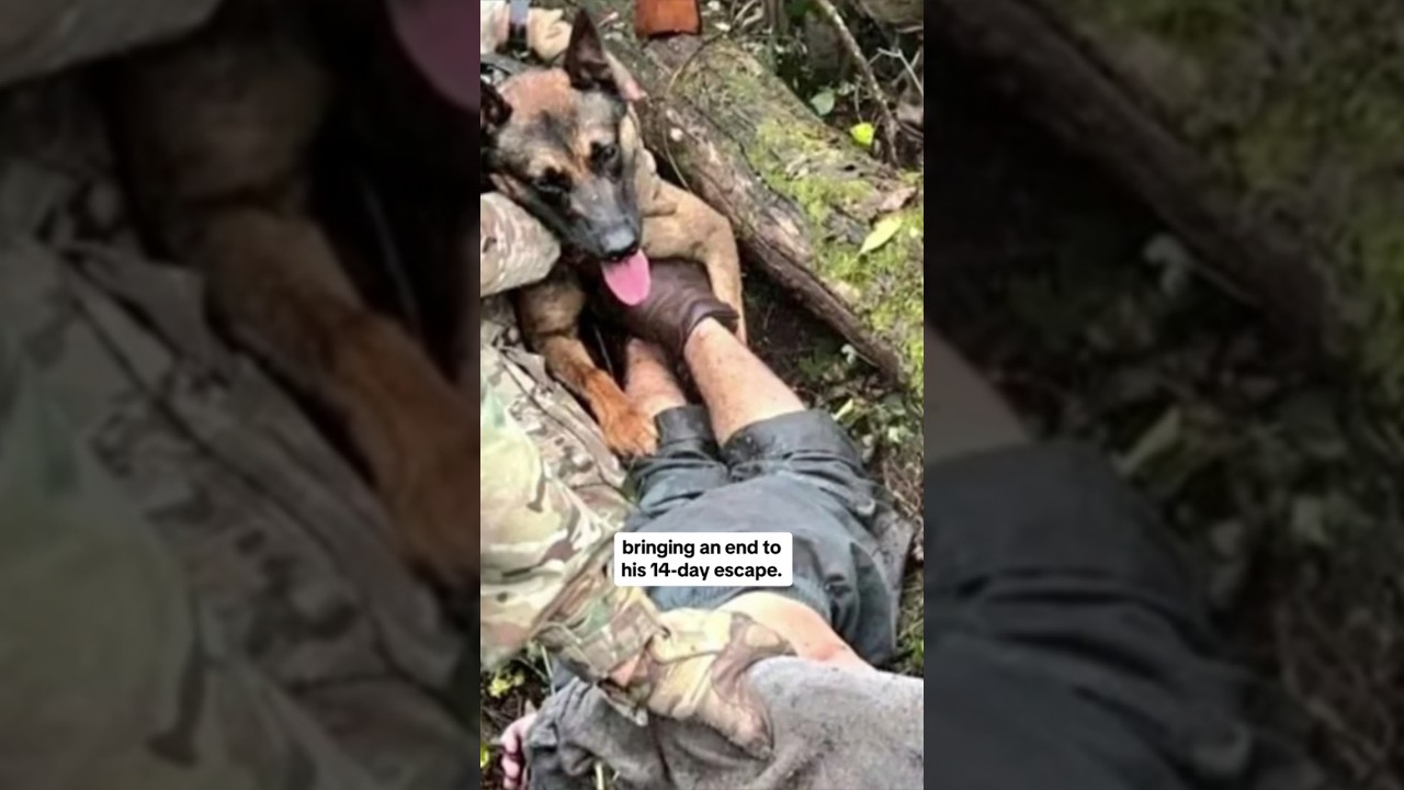 Video shows dramatic end to 2-week manhunt for Danelo Cavalcante #shorts
