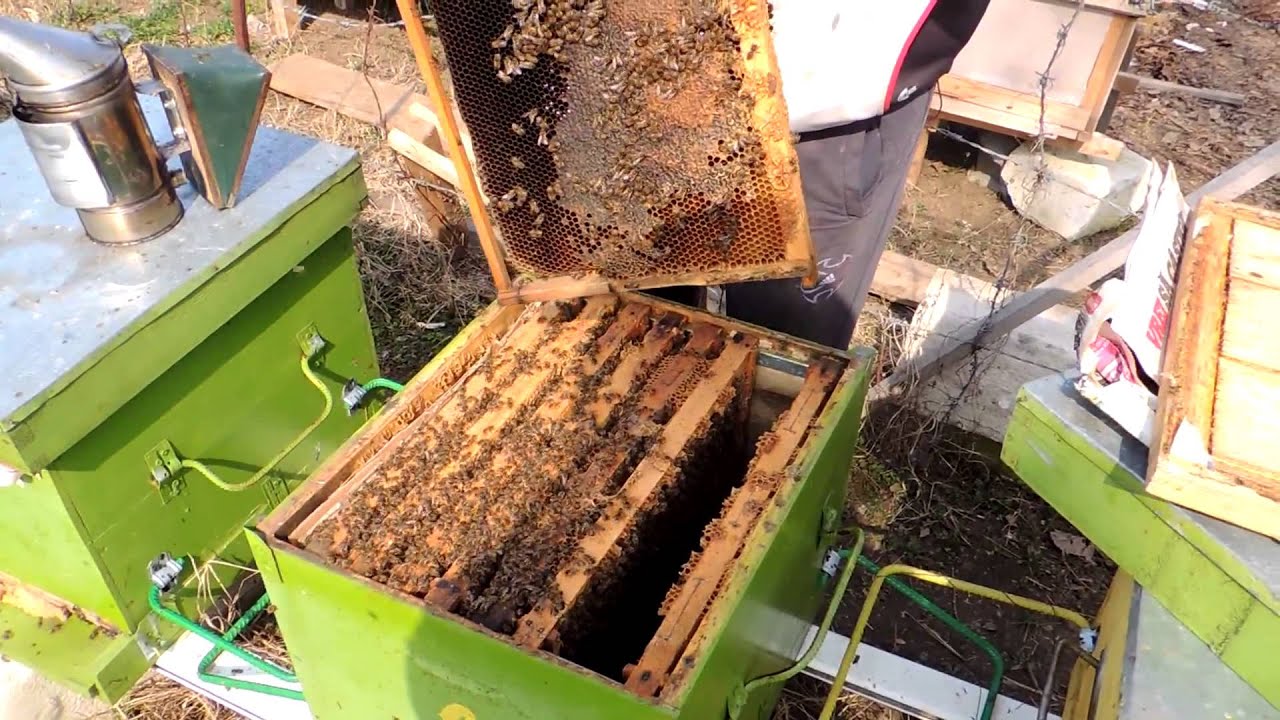Stimularea cu sirop in rama
