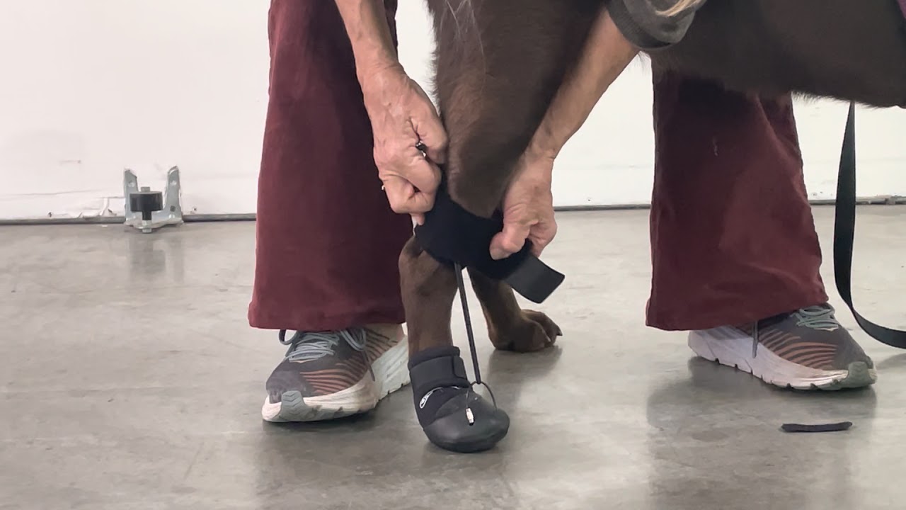 HOW TO: The Toe'sUP Walkaboot Instruction Video featuring Jolene, by Walkabout Harnesses, LLC
