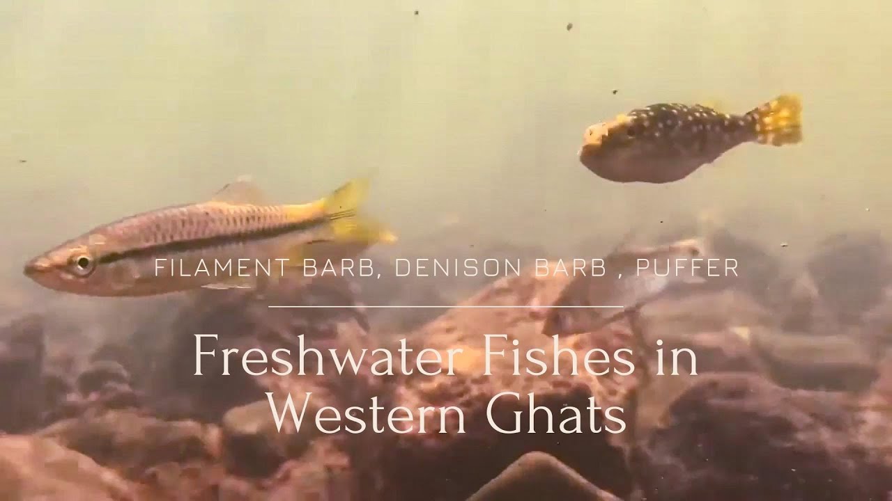 Freshwater Fishes in Western Ghats | Filament Barb, Denison barb , Puffer, Sucker | Nature Web