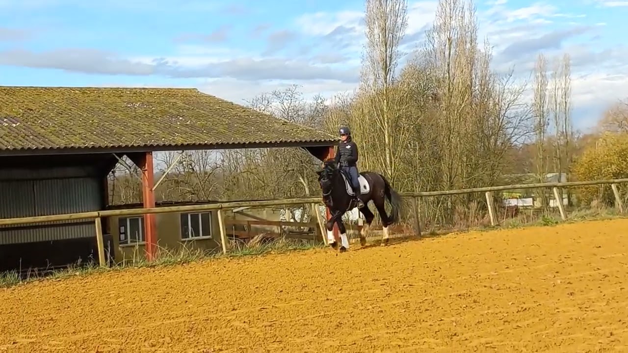 Cheval &agrave; vendre - PURE RACE MINORQUINE HONGRE 9 ANS - equirodi.com