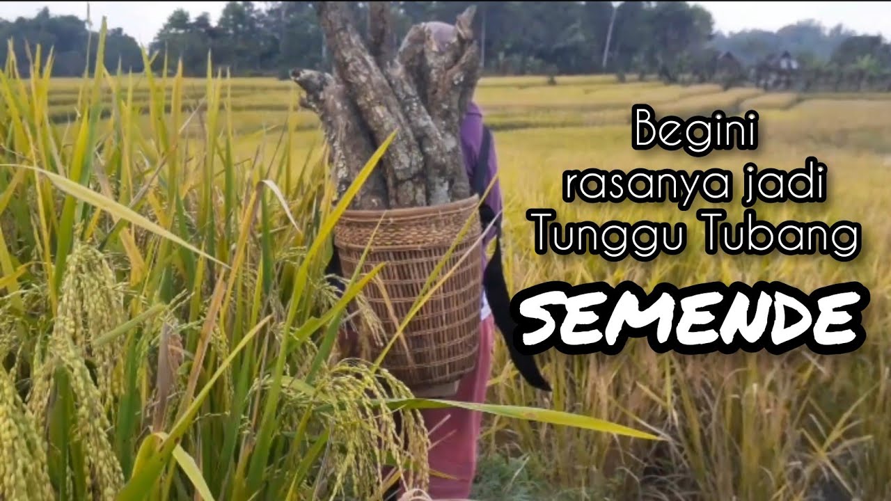 BEGINI RASANYA JADI TUNGGU TUBANG SUKU SEMENDE #tunggutubangsemende