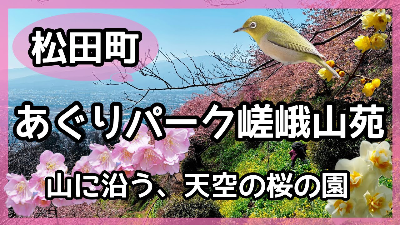 【松田町】あぐりパーク嵯峨山苑🌸山に沿う、天空の桜の園🌸