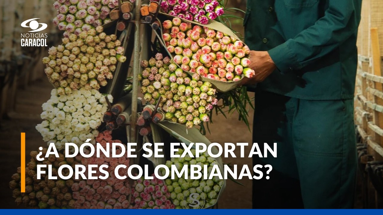 San Valentín 2026: así se preparó Colombia para exportar flores a EE. UU., Canadá y Europa