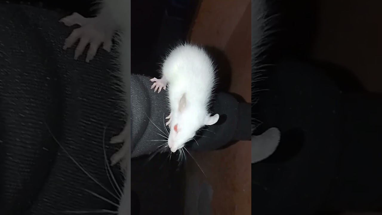 white rat price only 100
