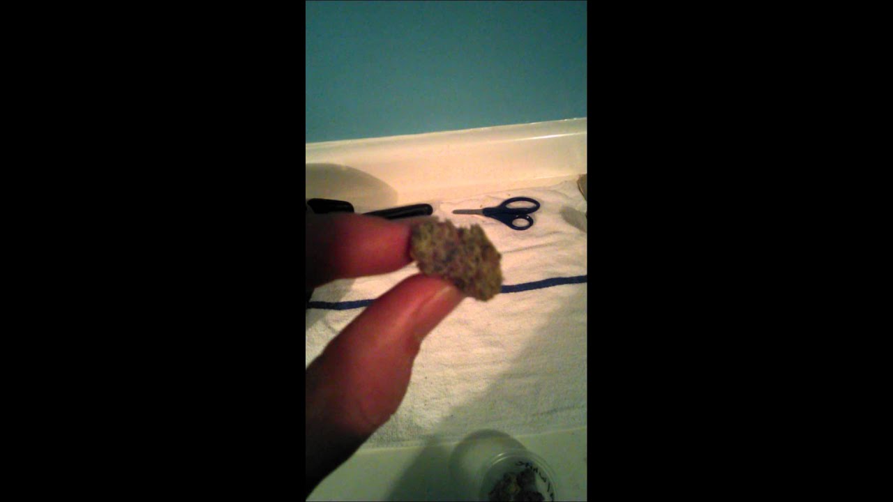 Strain #8 Cindy 99/ White Widow