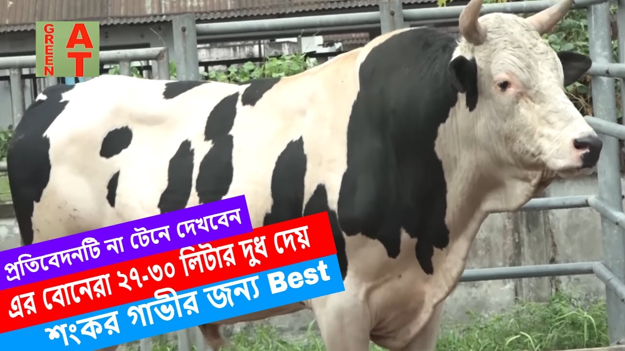 75% Frisian Bull RJ-243 এর বোন মা দাদী নানীর দুধের রেকর্ড জেনে নিন | Savar dairy