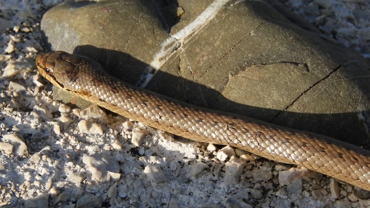 Coronella austriaca (Colubro Liscio)