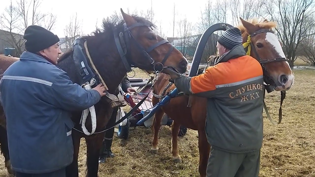 ЛОШАДИ/ОБУЧАЕМ МОЛОДУЮ КОБЫЛУ/horses/we train young mare