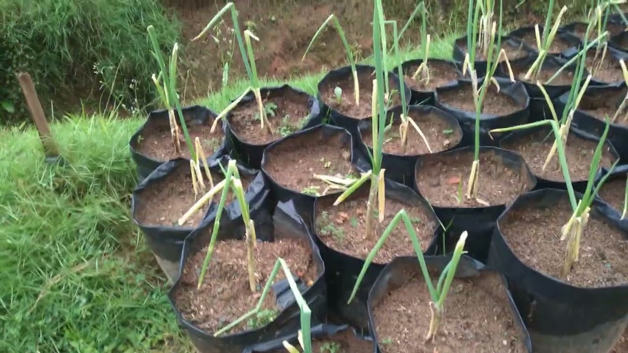 Update bawang daun 4 hst