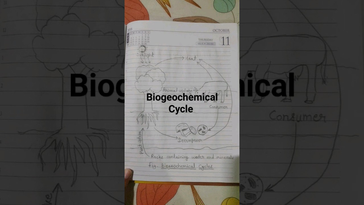 Biogeochemical Cycle diagram #shorts #biogeochemicalcycle #diagram #study