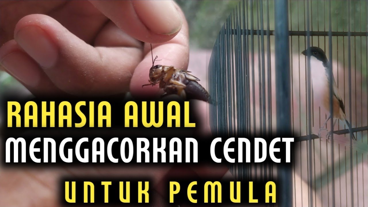 CARA LANGKAH TERBAIK DAN BENAR UNTUK PEMBERIAN EF JANGKRIK UNTUK CENDET AGAR SELALU GACOR