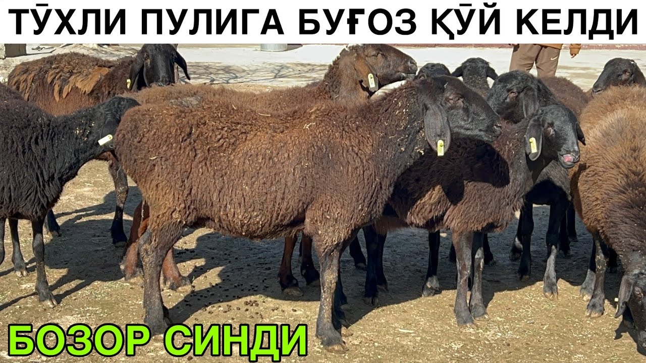 БОЗОР ЖУДА СИНДИ. ☎️+998992211598