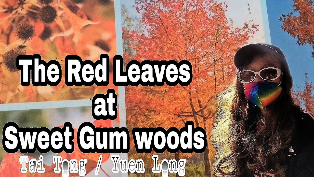 The Red Leaves maple tree at Sweet Gum woods