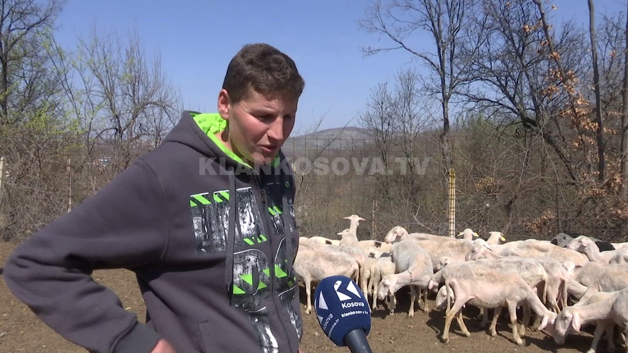 Malishevë, delet damkosen me shqiponjë - 30.03.2019 - Klan Kosova