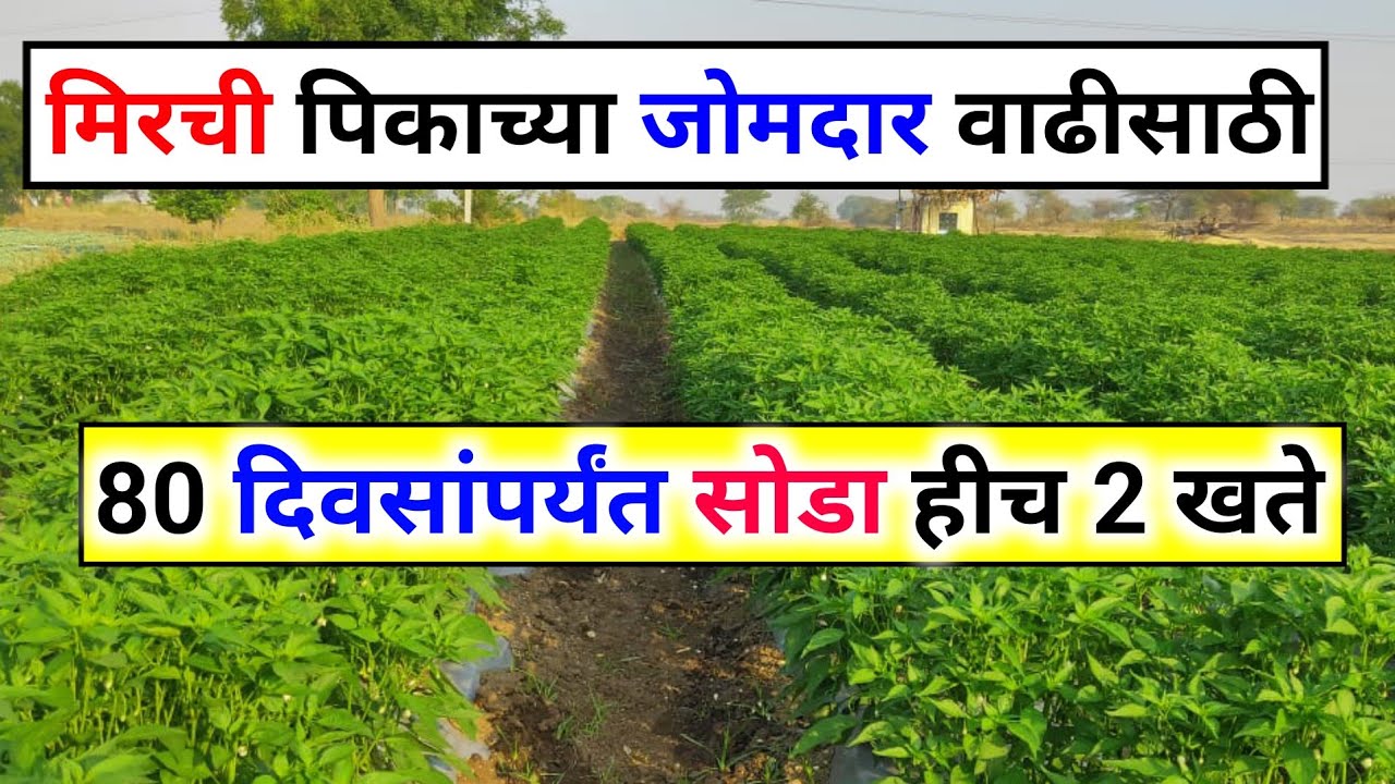 मिरची पिकाच्या जोमदार वाढीसाठी 80 दिवसांपर्यंत 2 विद्राव्य खते |मिरची लागवड mirch ki kheti मिरची खते