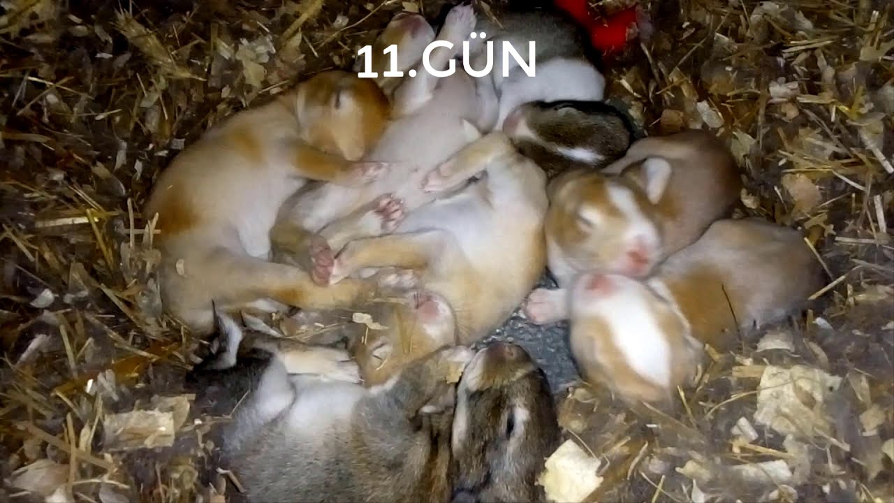 Tavşan yavrusunun 3 haftalık değişimi.