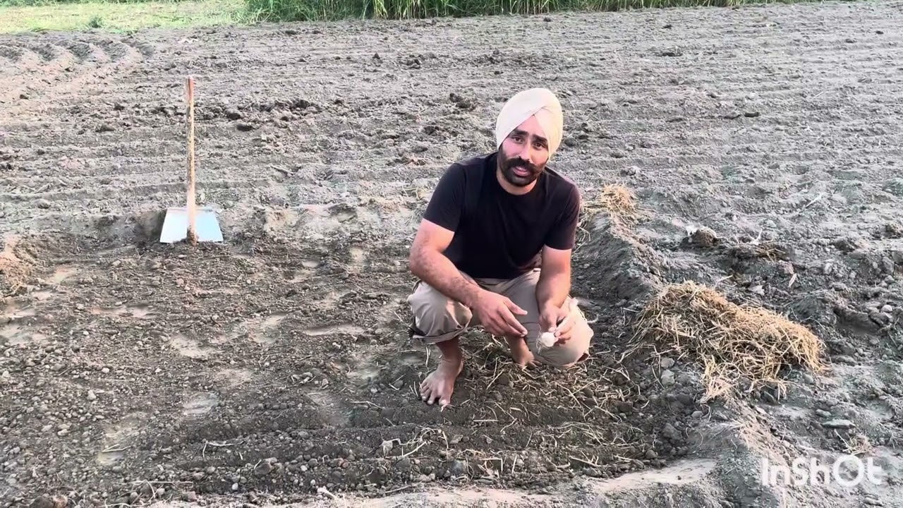 ਲਸਣ ਨੂੰ ਲਗਾਉਣ ਦਾ ਸਹੀ ਅਤੇ ਆਸਾਨ ਤਰੀਕਾ #garden #gardening #viral 
