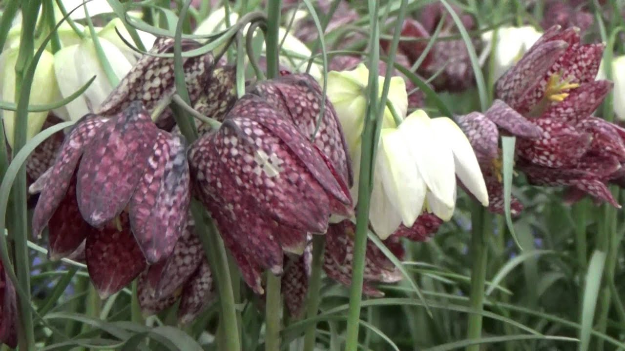 Fritillaria Meleagris - DutchGrown.com
