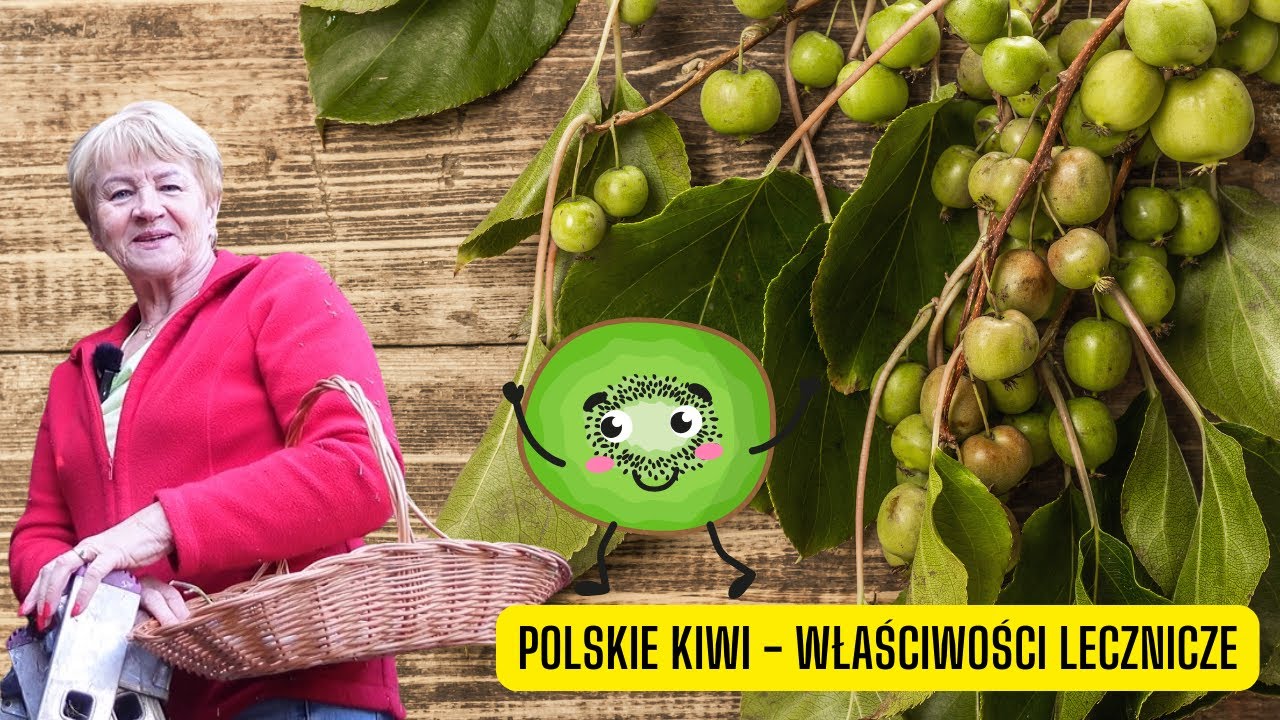 Aktinidia i jej właściwości lecznicze - polskie kiwi nie tylko smaczne ale i zdrowe