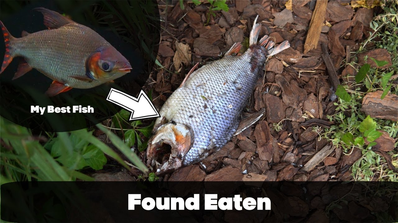 I Put My Favorite Fish Into My Koi Pond...Worst Decision