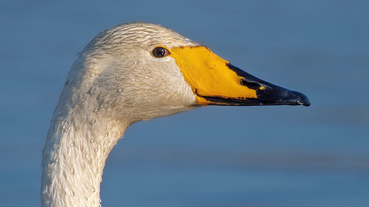 Whooper Swan during the year..