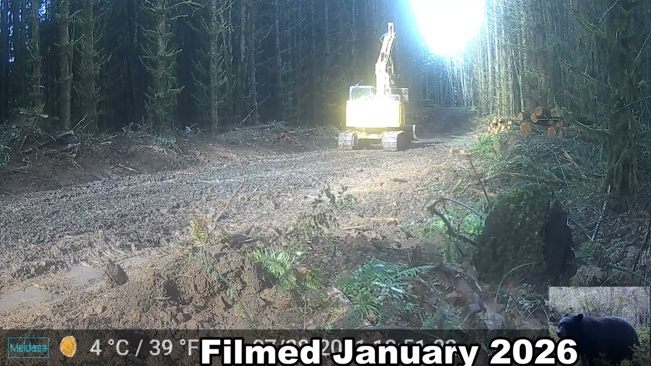 Caught on Cam: Road Being Built in the Woods and Bobcat, Deer, and Coyote
