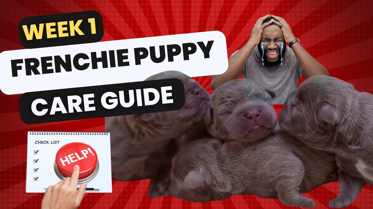 Caring for French Bulldog Puppies: Everything you NEED to Know.
