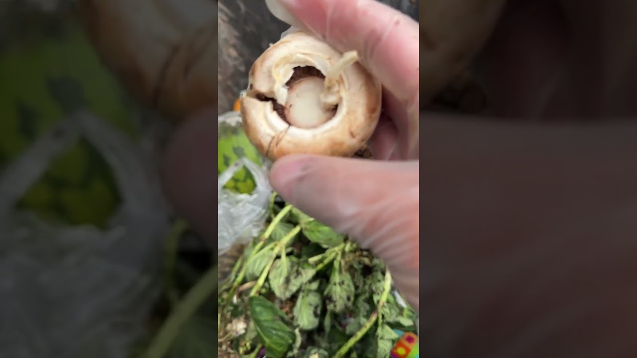 玫瑰花🌹不知道送谁呢#海外生活 ##捡漏
