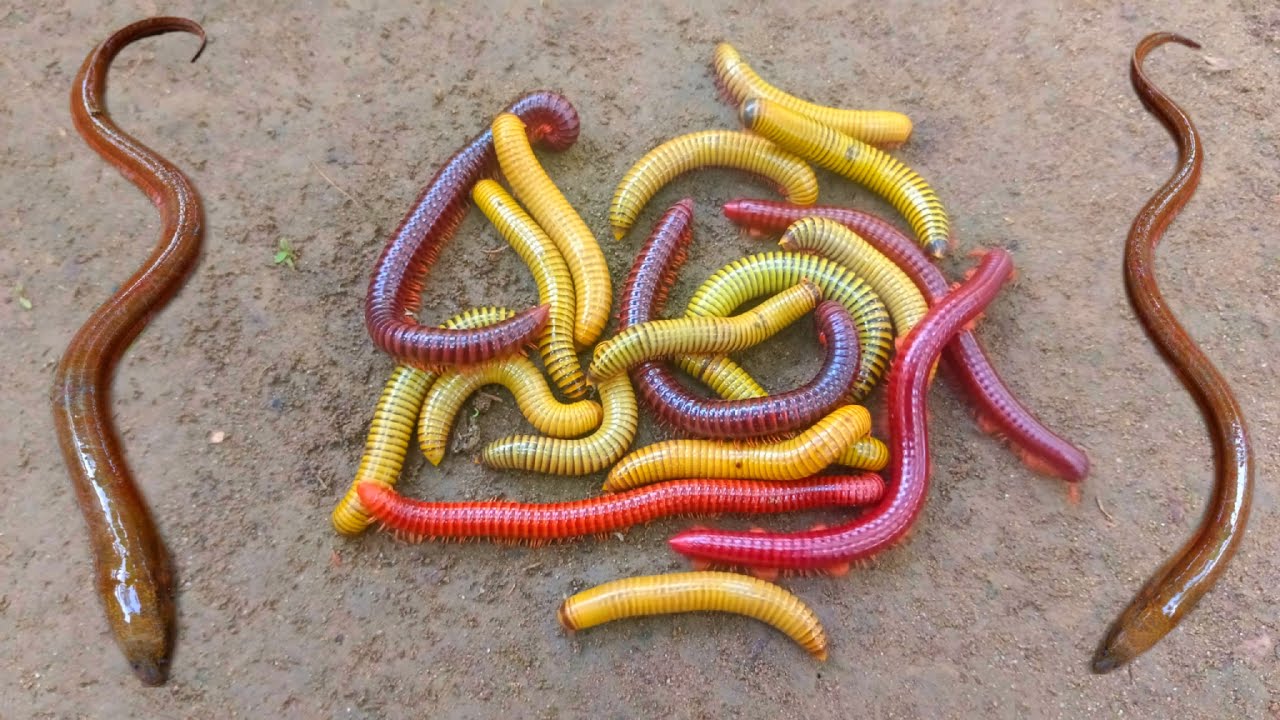 Wadidaw! Mencari kaki seribu besar, luwing dapat ikan belut, ikanhias, ikan betok, kurakura,ikanlele