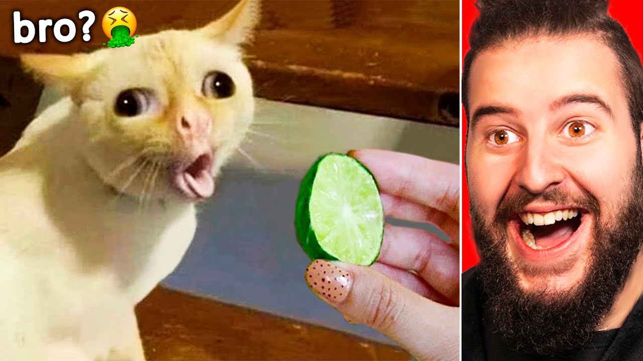 Animales Graciosos Encontrados En YouTube