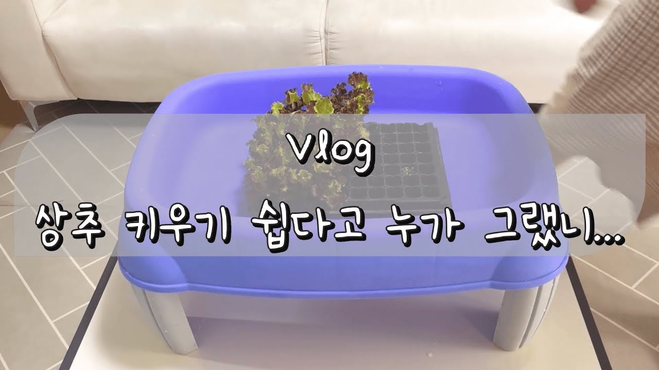 [실패한 상추 모종 심기] 상추 키우기 쉽다고 누가 그랬니...