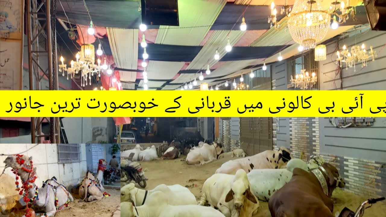 Qurbani Ke Khubsurat Janwar at PIB Colony Karachi 2023 | Peer Elahi Bakhsh Colony | Masha Allan