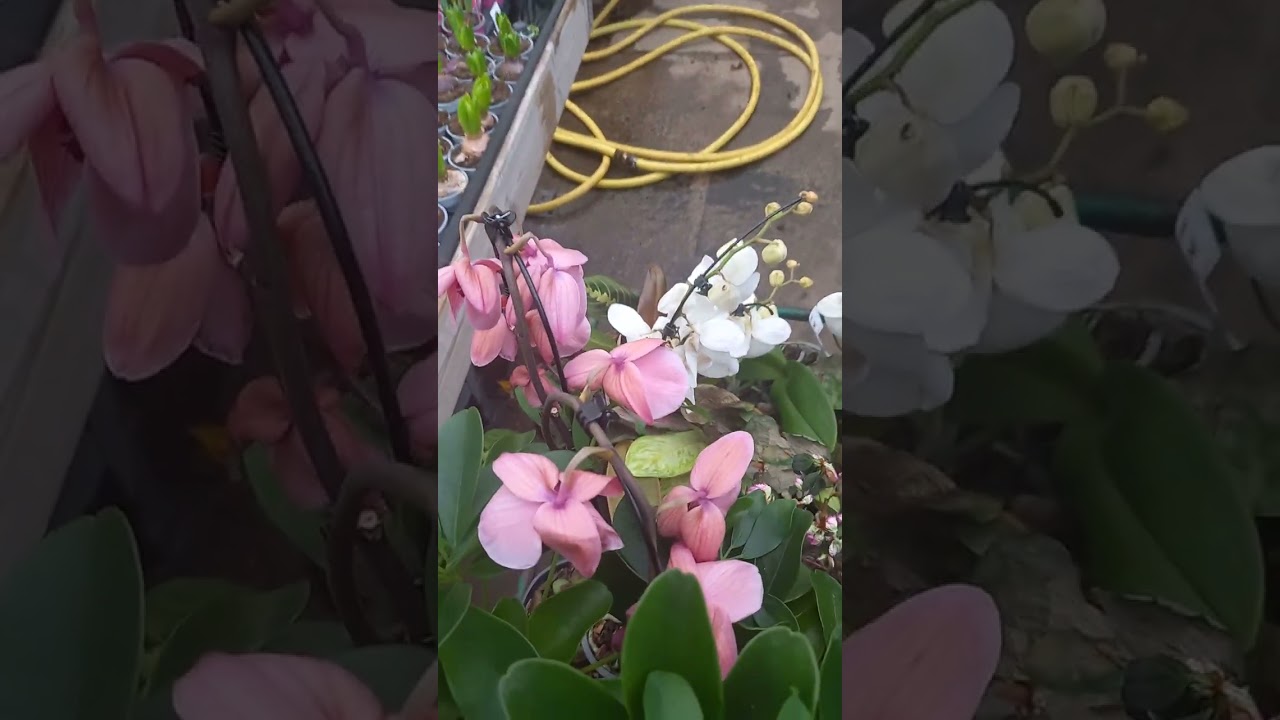 Спасение растений #растения #цветы #обзорорхидей #plants #цветущиеорхидеи #reptiles #reptiles 
