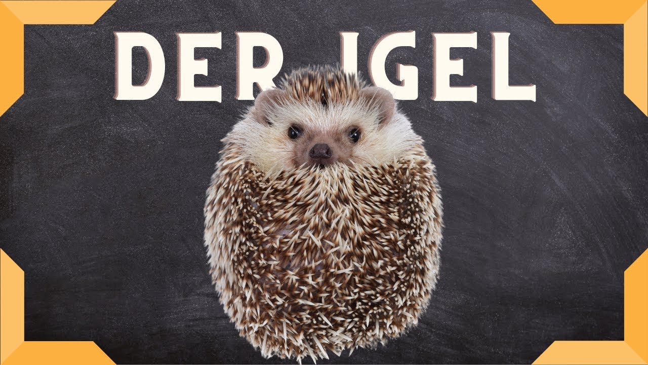 Der Igel - ein Steckbrief &uuml;ber den Stachelritter 🦔