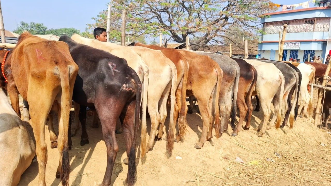 ৫/২/২৬/🇮🇳 ইন্ডিয়ান বর্ডার ক্রস 🇮🇳২০২৬ কোরবানি উপযোগী ২ দাঁতের ষাঁড় গরু ডাইরেক্ট বর্ডার অঞ্চল থেকে!