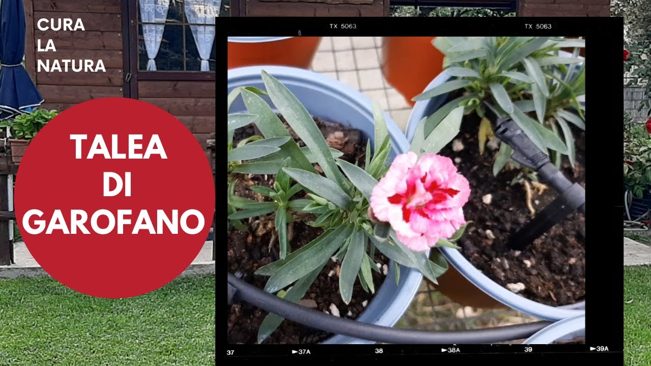 Talea di garofano