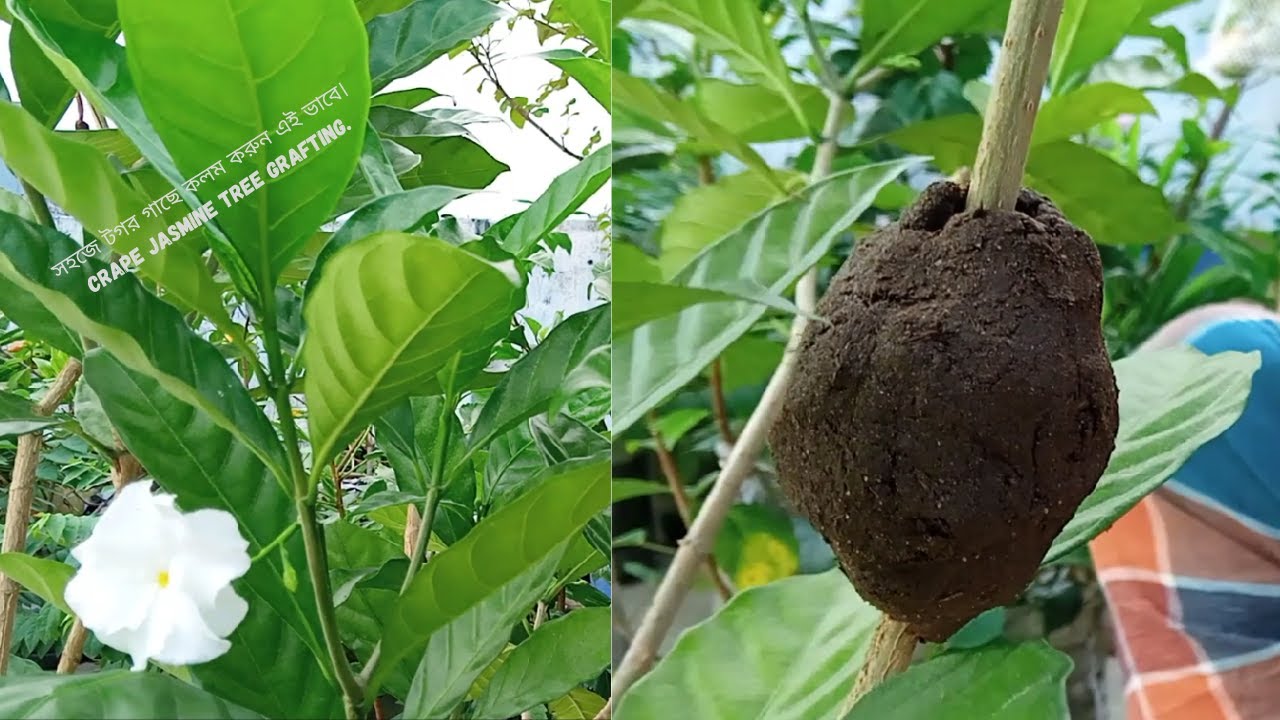 সহজে টগর গাছে কলম করুন এই ভাবে। Crape jasmine tree grafting. #viralvideo