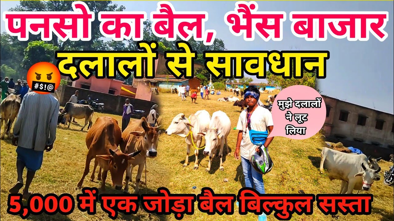 Panso Bazaar Gumla | पंसो का बैल भैंस बाजार गुमला | Village Tribal Market Gumla Jharkhand