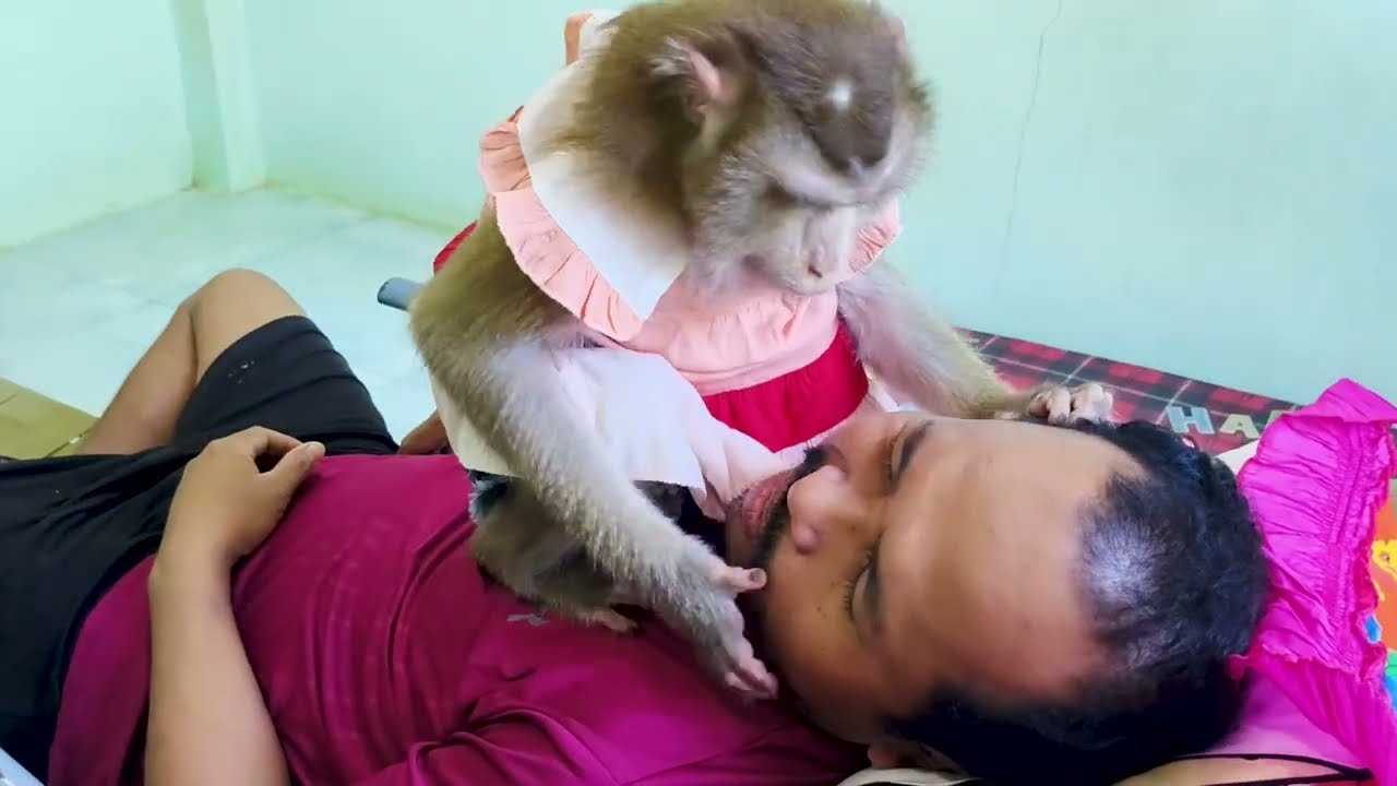 Monkey ASMR Human Deep Sleep ( No Talking) Real Sound Relaxing