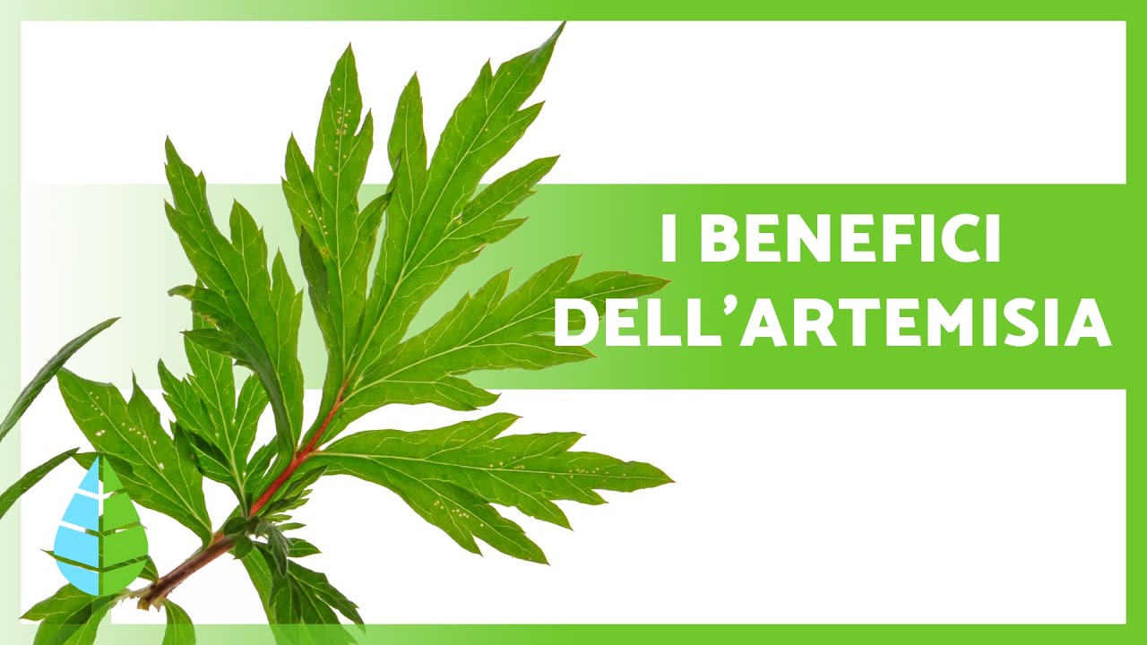 PROPRIETA' di ARTEMISIA 🌿 | Benefici, Come Assumerla e Controindicazioni 💚