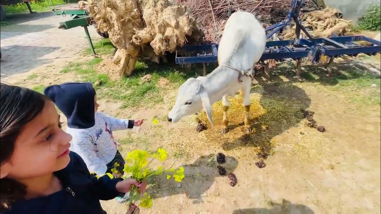 Gau Sevak🙏🏻 ❤️Saavi Yashraj❤️.