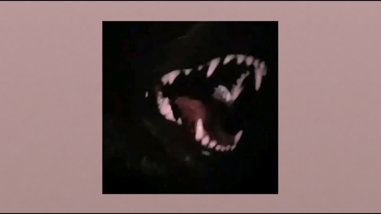 Fangs Bared; The Wolf Doesn’t Beg | Angry Playlist