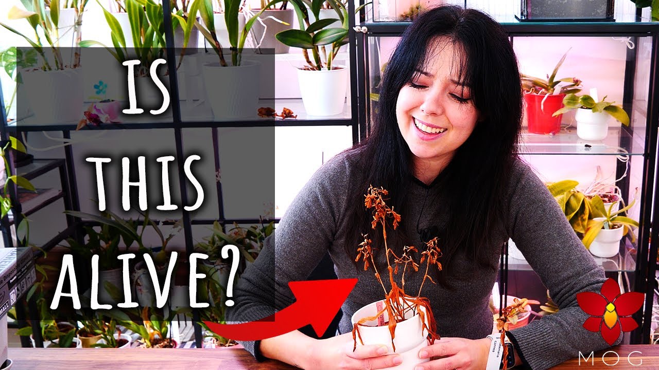 These Orchids look so BAD! 💀 here's why!