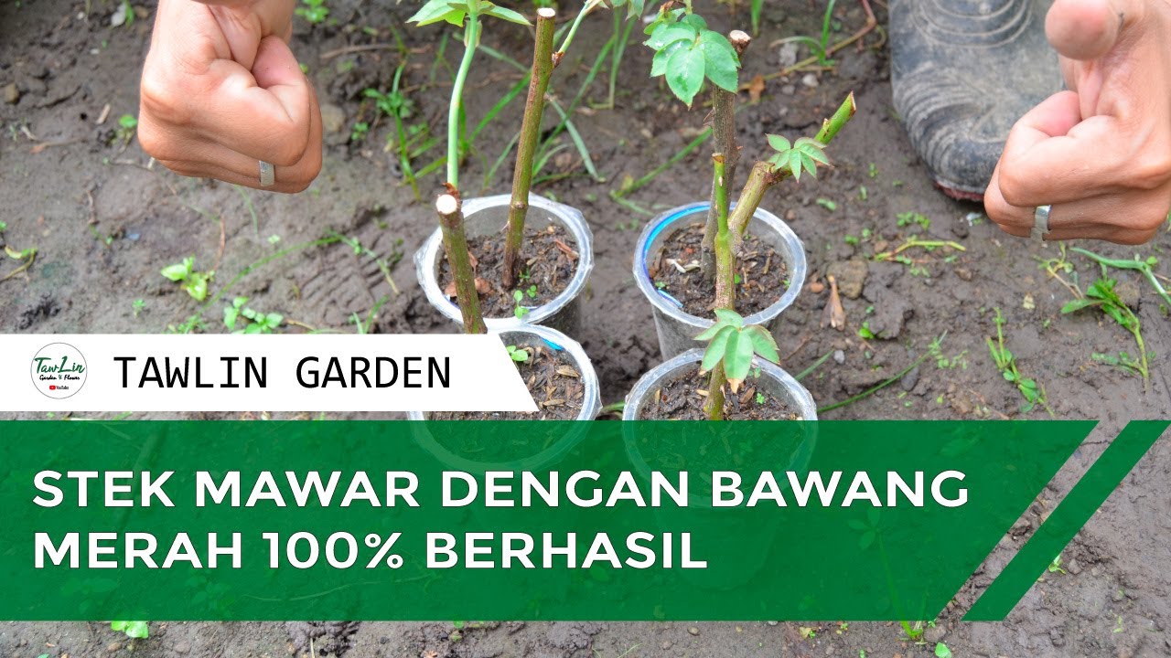 Panduan Lengkap Cara Stek Bunga Mawar Agar Cepat Tumbuh Akar