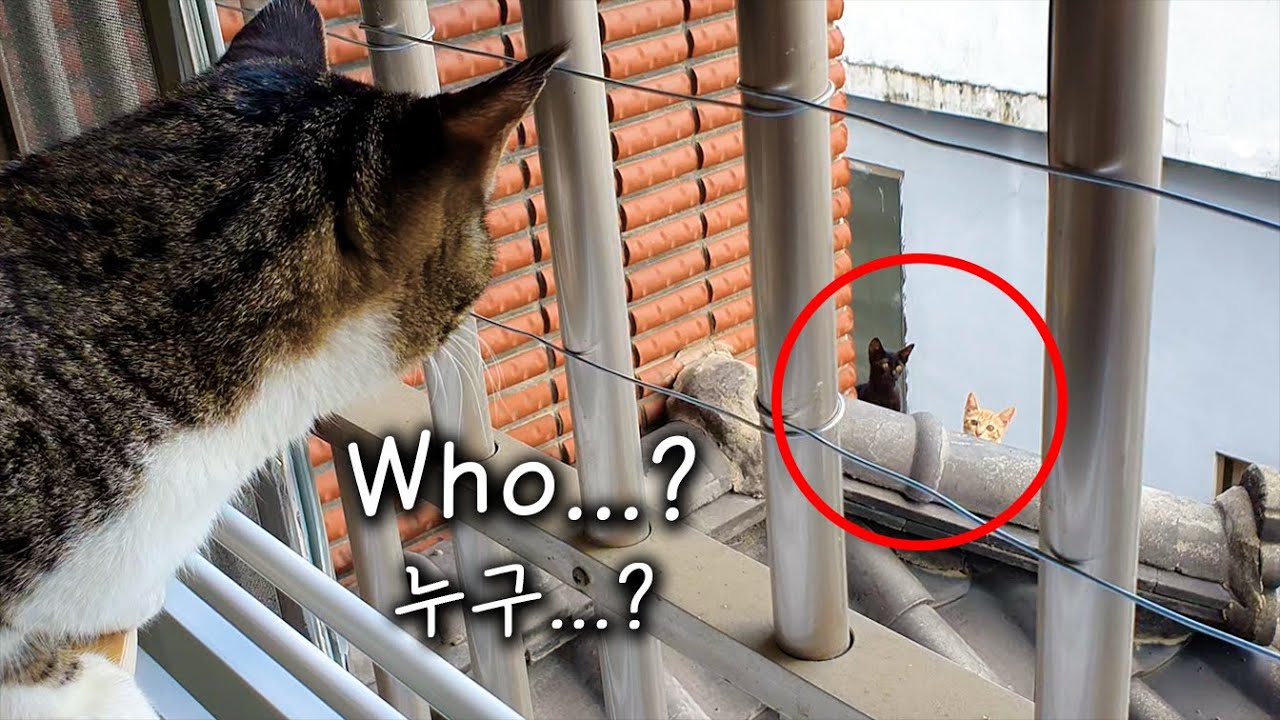 The Street Kittens Visited My home│House Cats Meet Street Cats